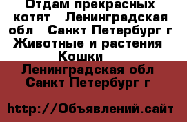 Отдам прекрасных котят - Ленинградская обл., Санкт-Петербург г. Животные и растения » Кошки   . Ленинградская обл.,Санкт-Петербург г.